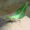 Phyllium siccifolium