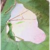 Phyllium siccifolium
