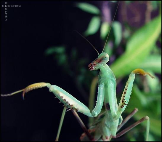 Sphodromantis lineola