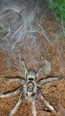 Holothele incei