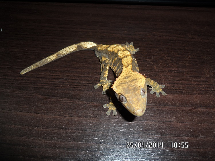 gek