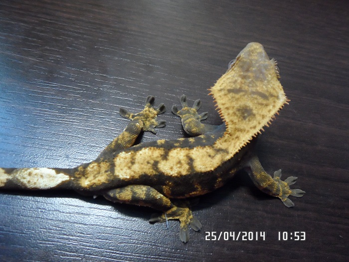 gekuś:)