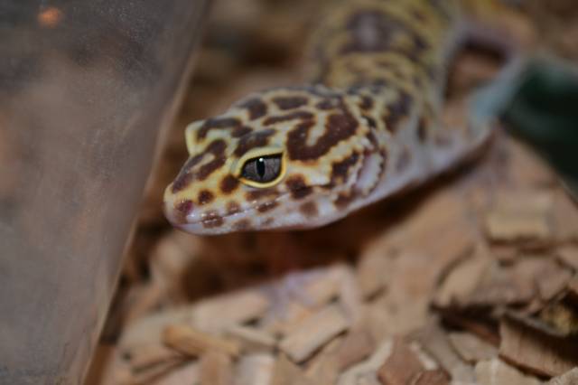 2 Samica (Tremper Albino)
