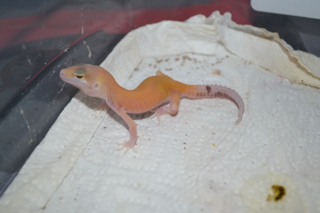 DSC 0015 jzzpl