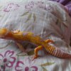 Samczyk (carrot head carrot tail tangerine tremper albino)