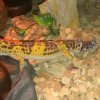 Samica (Tremper Albino)