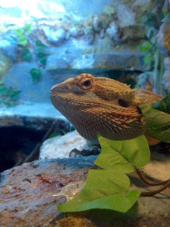 Hektor