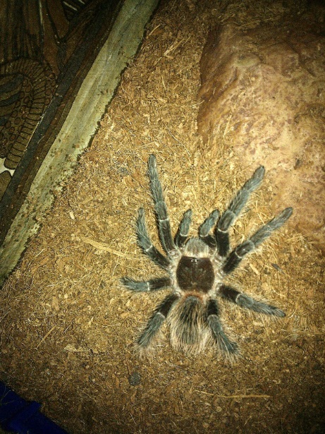 Lasiodora
