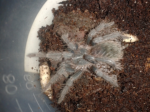 L. parahybana