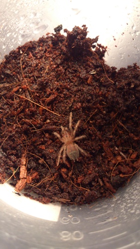 L. parahybana