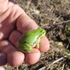 Hyla arborea - Ogród Botaniczny w Mikołowie