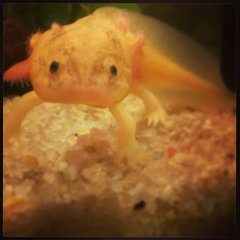 Mój Aksolotl Mój Aksolotl