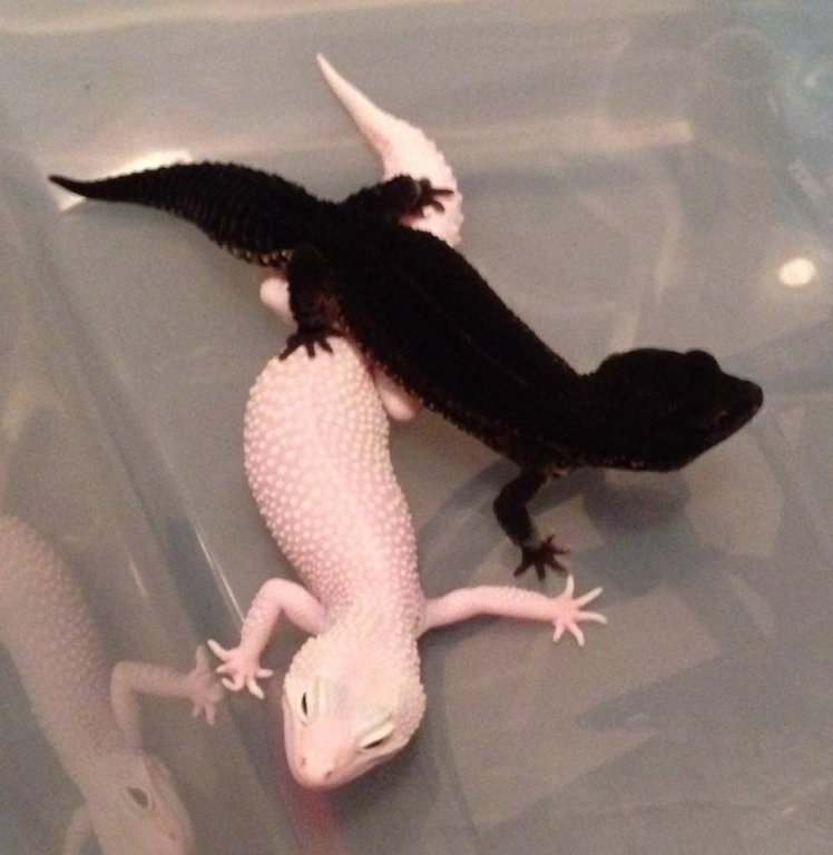 Le Roi Leopardgeckos