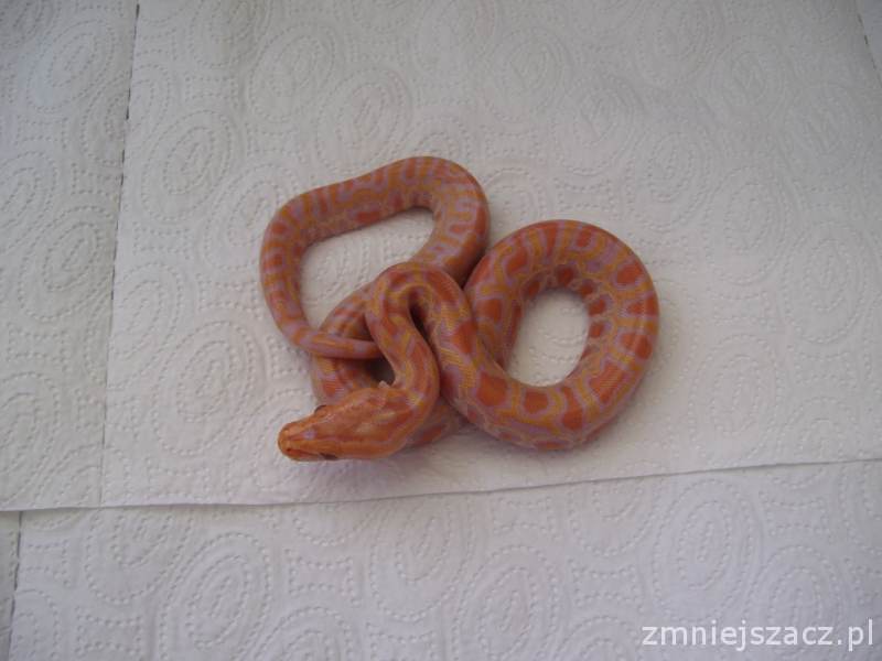 pmb albino