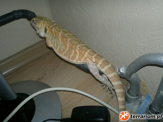 Tiga