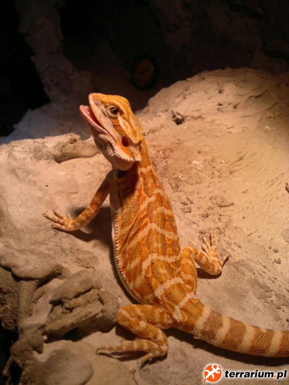 Tiga