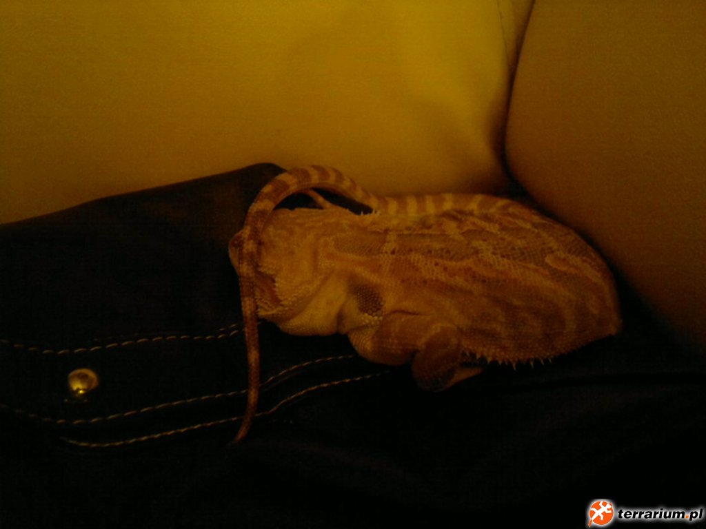 Tiga