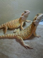 Tiga i Mona Tiga i Mona