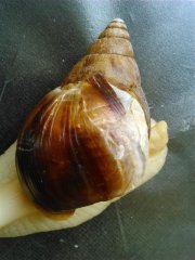 Fulica2