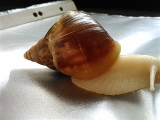 Fulica1
