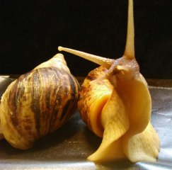 R4