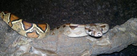 Boa constrictor samica - 100% het. sharp albino