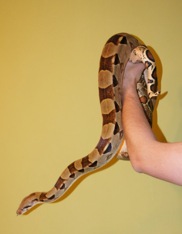 Boa constrictor - samica