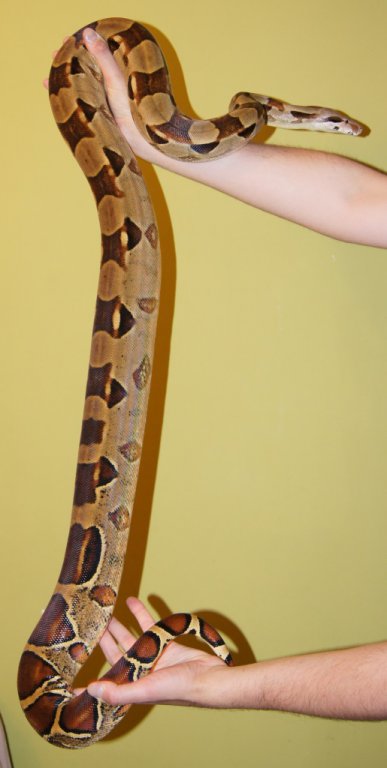Boa constrictor - samica