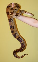 Boa constrictor - samica