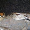 Boa constrictor samica - 100% het. sharp albino