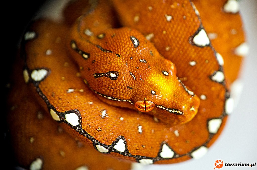 Morelia Viridis