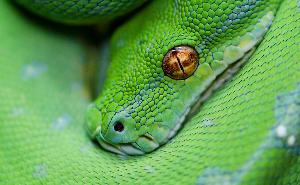 Morelia Viridis