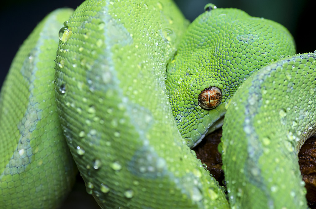Morelia Viridis