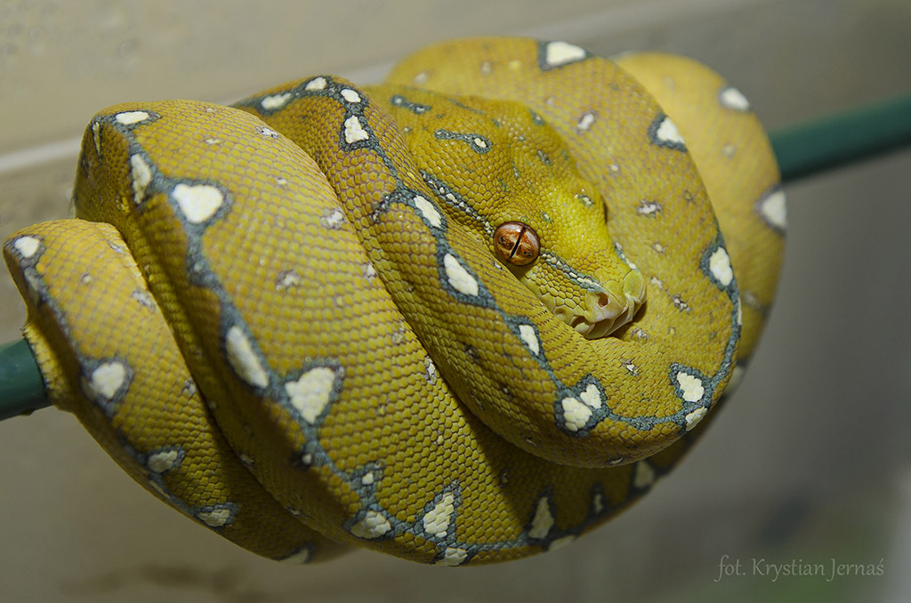 Morelia Viridis