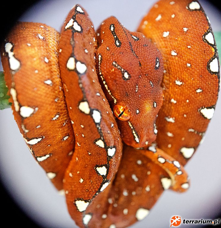 Morelia Viridis