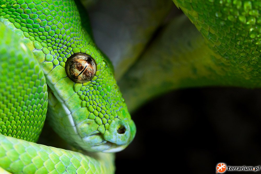 Morelia Viridis