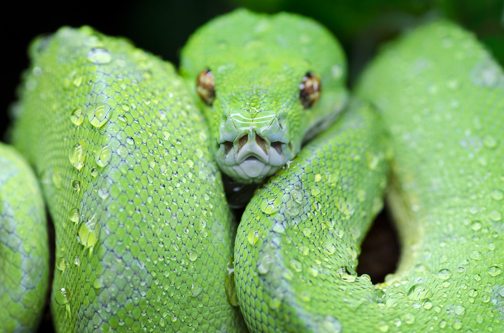 Morelia Viridis