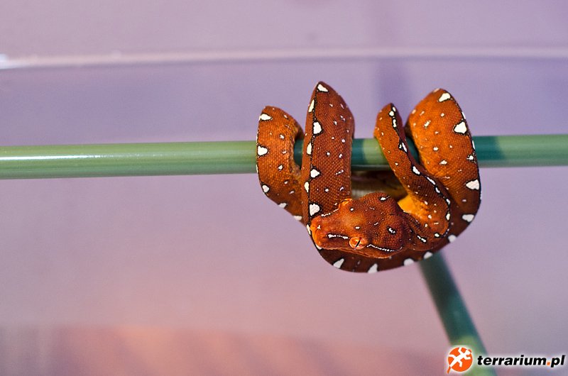 Morelia Viridis