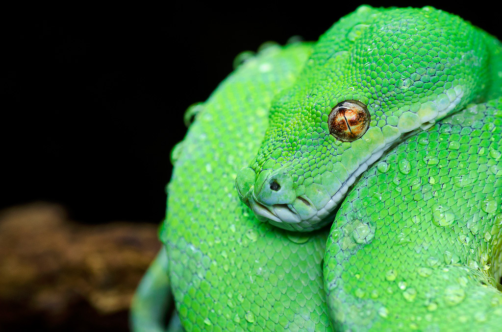 Morelia Viridis