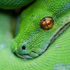 Morelia Viridis