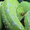 Morelia Viridis