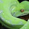 Morelia Viridis