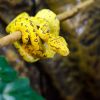 Morelia Viridis