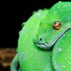 Morelia Viridis