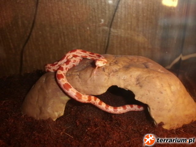 CIMG1202
