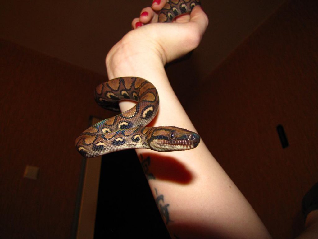 epicrates cenchria cenchria & morelia spilota