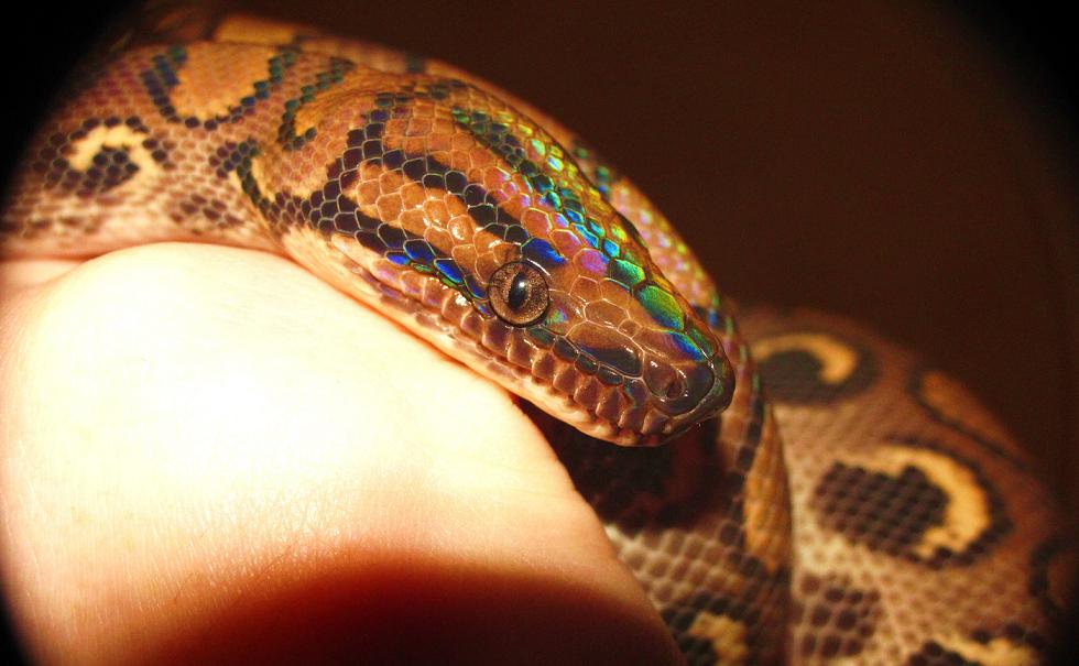 epicrates cenchria cenchria & morelia spilota