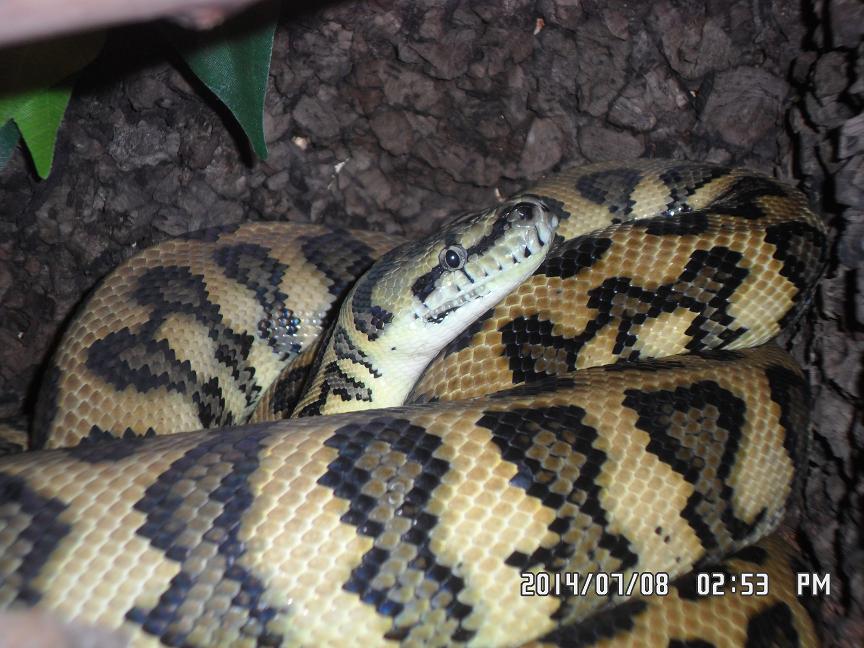 epicrates cenchria cenchria & morelia spilota
