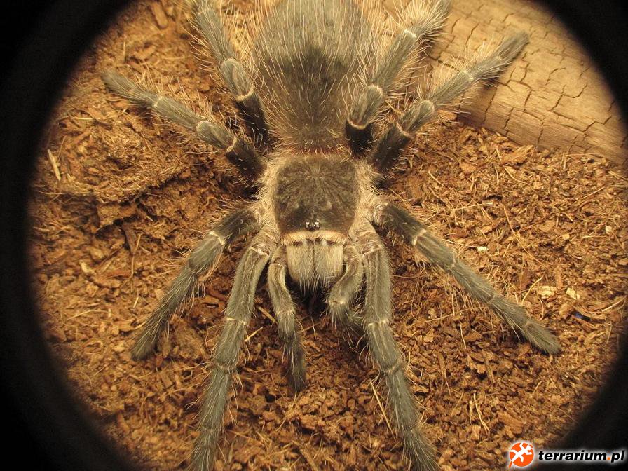 lasiodora