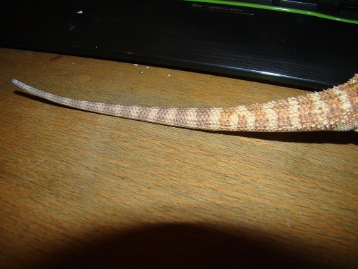 ogon